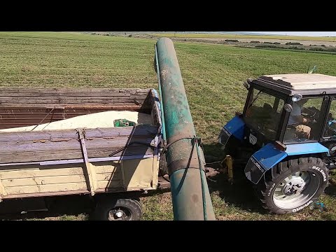 Видео: Последняя капля . Всё , ну его к чёрту этот зимующий горох . Уборка  гороха  2021