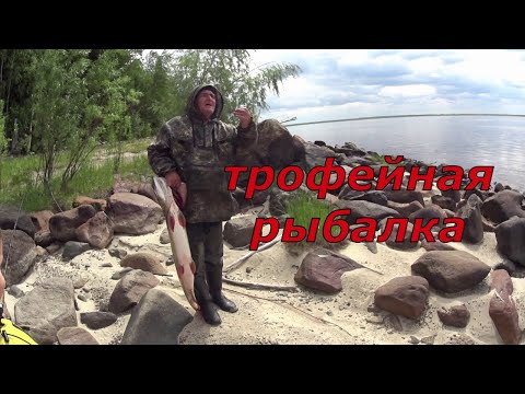 Видео: Клёвая рыбалка на Оби. Трофейная щука.