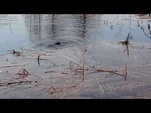 Видео: Нерест щуки апрель 2018.