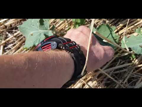 Видео: Выращивание оз.рапса. No- till 7.09.2019. Состояние посевов