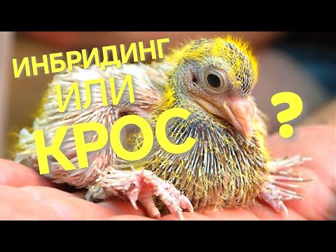 Видео: Инбридинг или Крос в Голубеводстве? Inbreeding or Cross Pigeon breeding? 