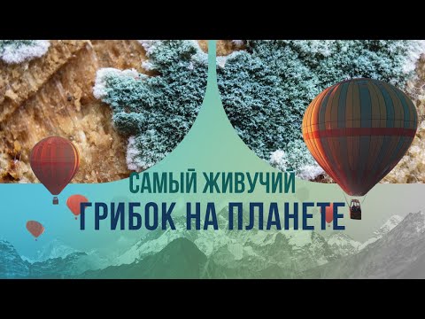 Видео: Самый живучий грибок на планете: насколько эта зараза опасна?