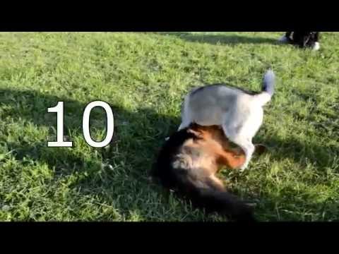 Видео: [Урок 10] Подготовка к выходу с собакой в город