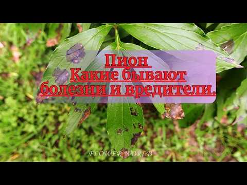 Видео: Пион - Какие бывают болезни и вредители.🧐