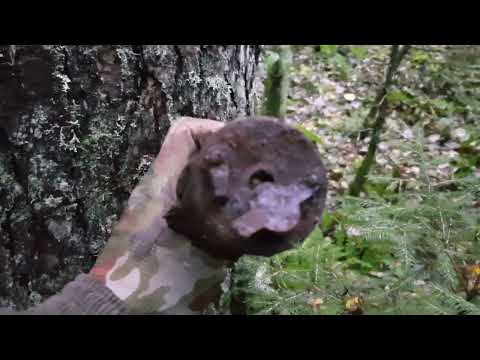 Видео: СЕЛИГЕР