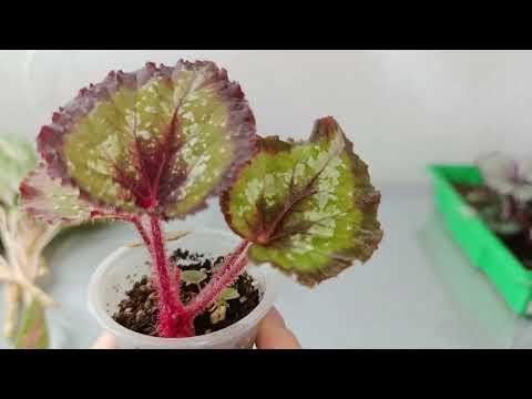 Видео: Получили растения. Что с ними делать?