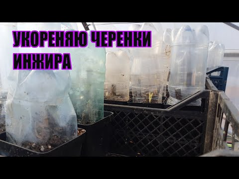 Видео: Черенки инжира дали корни, ставлю их в стаканы на укоренение