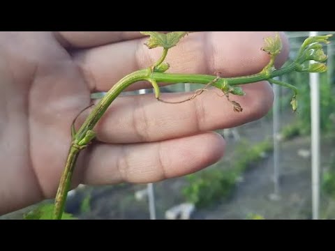 Видео: Обработка винограда против антракноза