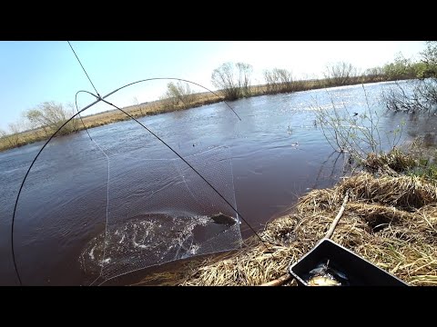 Видео: Донки трещат.. Кукушка не подвела. Паук поймал сазана.