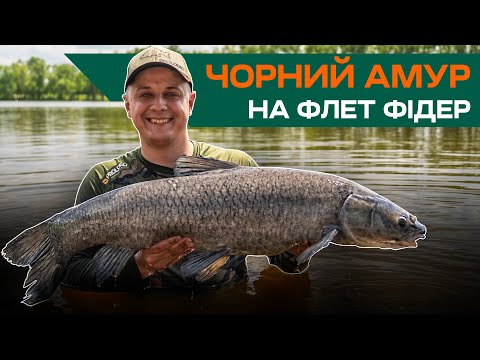 Видео: ОЦЕ ТАК КОНІ - Ловля чорного амура та трофейного коропа НА ФЛЕТ ФІДЕР