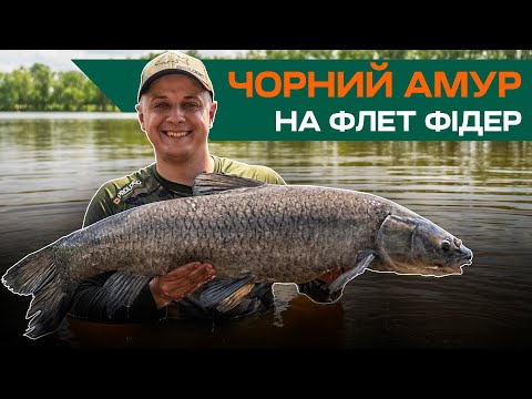 Видео: ОЦЕ ТАК КОНІ - Ловля чорного амура та трофейного коропа НА ФЛЕТ ФІДЕР