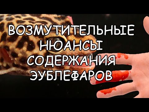 Видео: ВОЗМУТИТЕЛЬНЫЕ НЮАНСЫ СОДЕРЖАНИЯ ЭУБЛЕФАРОВ