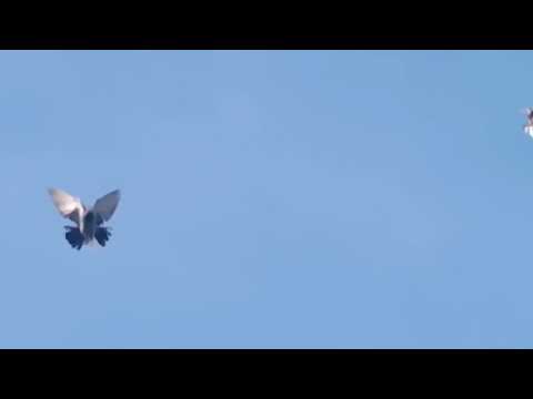 Видео: 30 октября 2025 г.