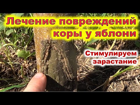 Видео: Лечение повреждений коры на яблоне