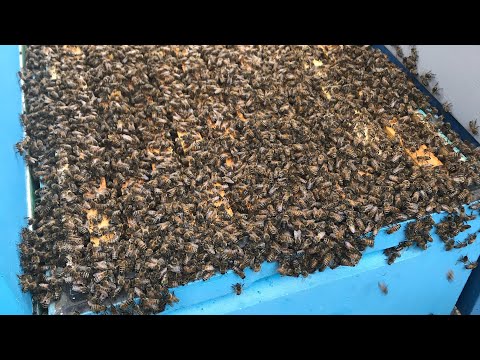 Видео: Как мы пришли к изоляции маток .