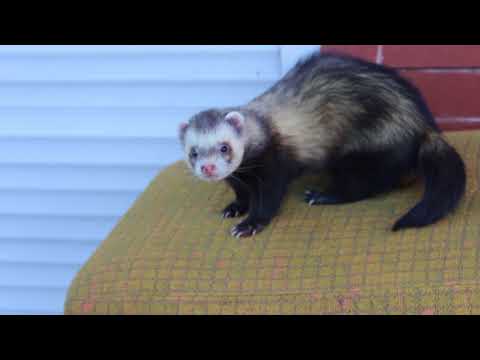 Видео: Хорек Сёма играется на улице и хочет укусить прохожих