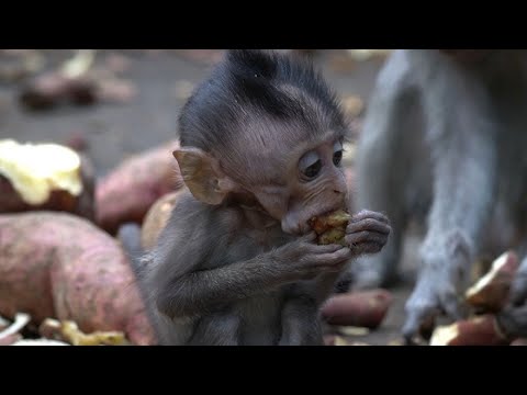 Видео: Хоть мамы и нет рядом со мной, я должен выжить