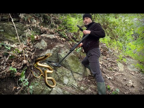 Видео: Мы были потрясены, увидев проклятое сокровище, окутанное золотыми змеями