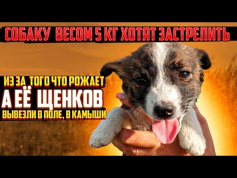 Видео: СОБАКУ ВЕСОМ 5 КГ ХОТЯТ  ЗАСТРЕЛИТЬ 😱 | А ЕЕ ЩЕНКОВ  ВЫВЕЗЛИ В КАМЫШИ ГДЕ НЕТ ЛЮДЕЙ😔