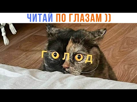Видео: ДА У НЕГО НА ЛИЦЕ ВСЁ НАПИСАНО ))) Приколы с котами | Мемозг 1578