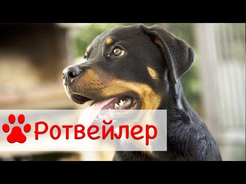 Видео: Ротвейлер | Характер, воспитание, содержание