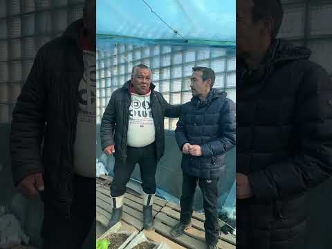 Видео: Манат аға конакта жылы жай корсетуде