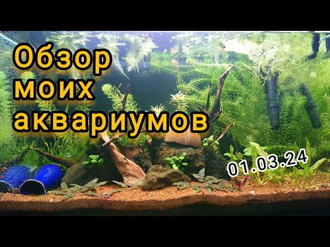 Видео: Обзор моих аквариумов дома 01.03.24 #аквариумистика #aquarium #аквариумдома #aquariumhobby