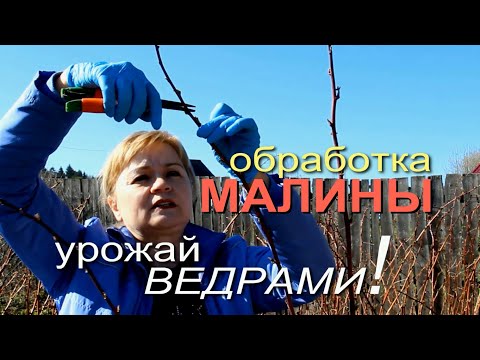 Видео: СДЕЛАЙТЕ ЭТО и МАЛИНА ЗАВАЛИТ ВАС УРОЖАЕМ! Советы от ЗЕЛЕНОГО ОГОРОДА!