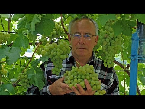 Видео: @Фалькон фунгицид, препараты против оидиума