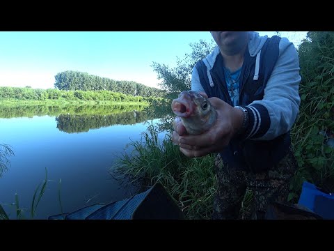 Видео: Рыбалка на верхнем Дону. Разведка боем удалась!!!