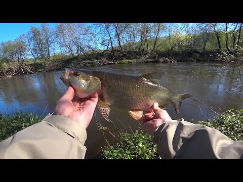Видео: Жерех Микро речки! Голавль!