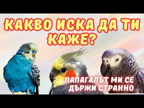 Видео: Поведението при папагалите
