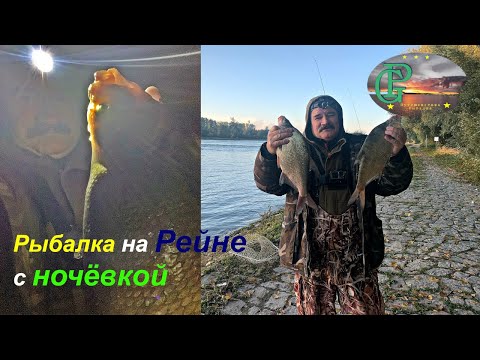 Видео: Рыбалка на Рейне с ночёвкой. Прогноз на 81% сбылся!!!Золотой октябрь🎣🤗