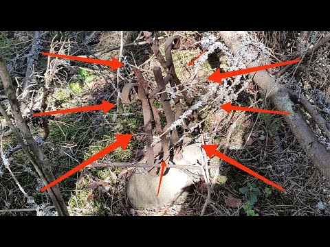 Видео: Поселок 1700-х был выбит пока не настроил #equinox900#deus#sorex#находкисметаллоискателем#кино