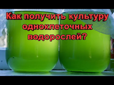 Видео: Разведение одноклеточных водорослей. Как получить культуру?