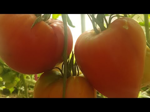 Видео: Обзор томатов по сортам в моей теплице на 18 июля 2024 🍅🍅🍅