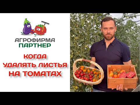 Видео: Когда удалять листья на томатах
