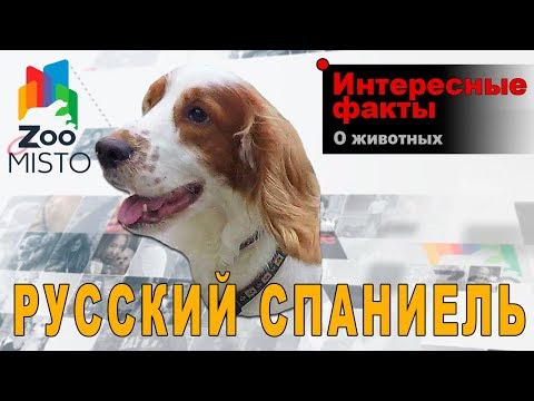 Видео: Русский Охотничий Спаниель - Интересные факты о породе