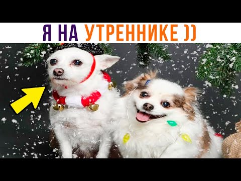 Видео: Я НА ЛЮБОМ УТРЕННИКЕ))) Приколы | Мемозг 901