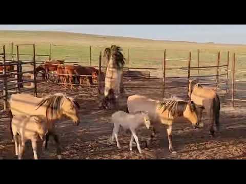 Видео: Уйірге айғыр қосу Мугалжар жылкысы