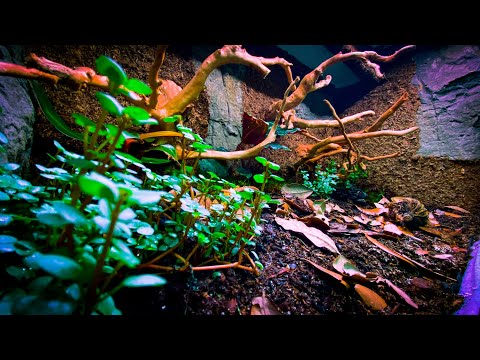 Видео: Виварий Vision Cage!