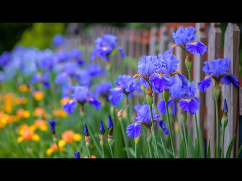 Видео: Лечебная музыка для сердца и сосудов 🌸 Успокаивает нервную систему и радует душу #Нежнаямузыка