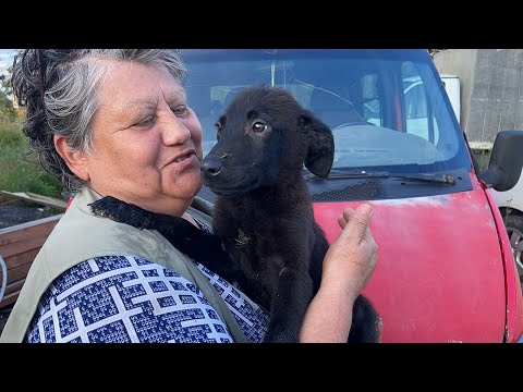Видео: Щенки у дороги, опасно! Puppies are on the road, it's dangerous!