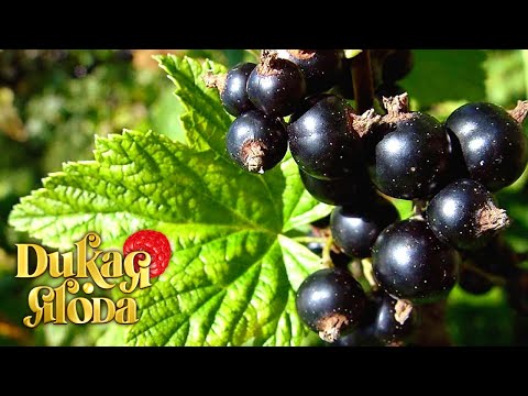 Видео: Кустарники. Дикая ягода