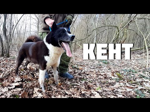 Видео: Кент﻿ Боровчёнков﻿﻿а•фильм про верного друга и его большую семью•