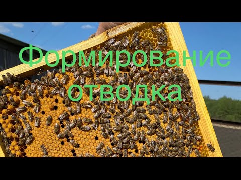 Видео: ФОРМИРОВАНИЕ ОТВОДКА!!!