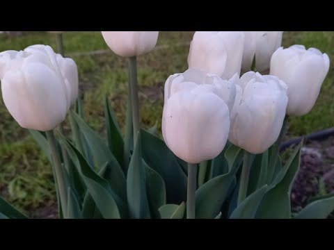 Видео: 🌷НАЙКРАЩИЙ СПОСІБ ПОСАДКИ ТЮЛЬПАНІВ ДЛЯ КРАСИВЕННОГО КВІТУВАННЯ🌷🌷🌷