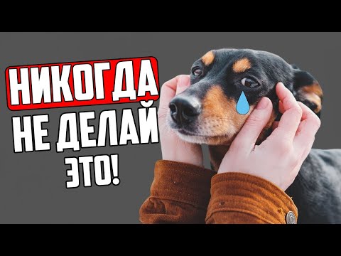 Видео: 15 Вещей, которые собака НИКОГДА не ПРОСТИТ!