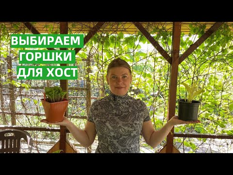 Видео: Какой размер горшка нужен для хосты