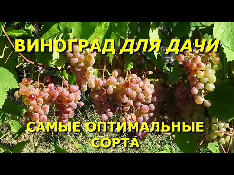 Видео: КАКОЙ ВИНОГРАД ПОСАДИТЬ НА ДАЧЕ?